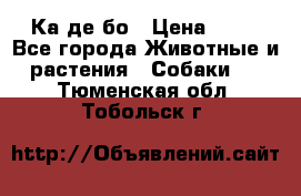 Ка де бо › Цена ­ 25 - Все города Животные и растения » Собаки   . Тюменская обл.,Тобольск г.